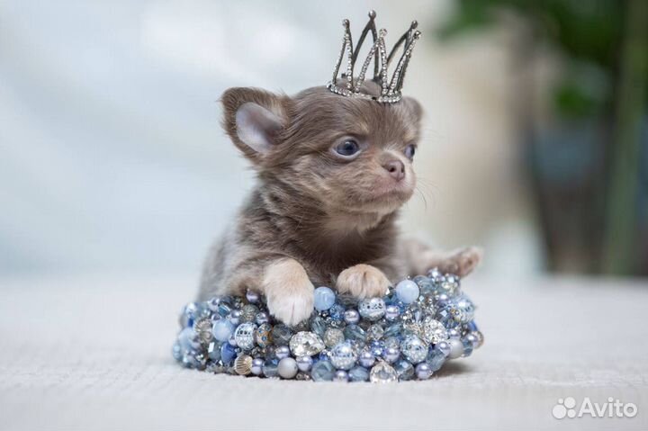 Длинношерстная лиловая с подпалом девочка чихуахуа