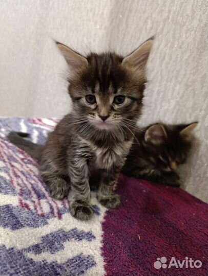 Котенок мейн-кун девочка