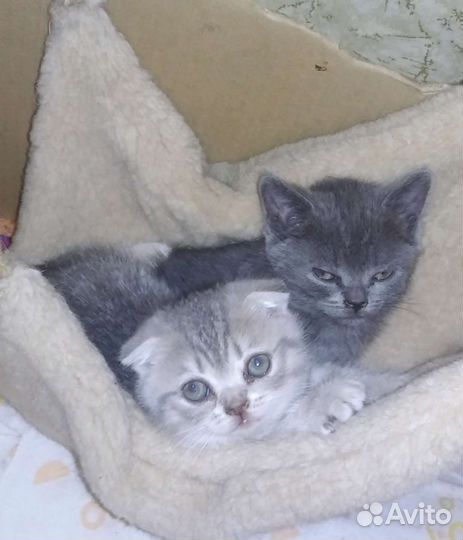 Котята британские