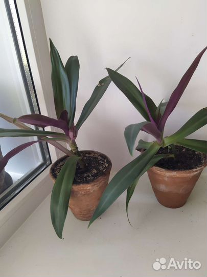 Сансивиерия и другие цветы