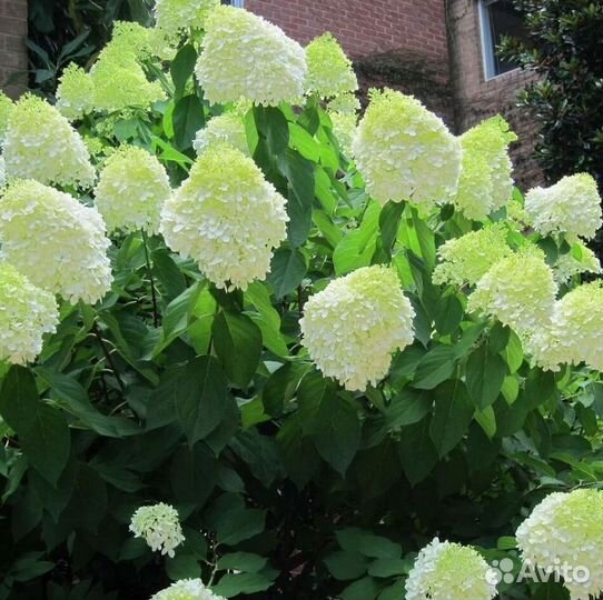 Гортензия метельчатая черенки Лайм Лайт