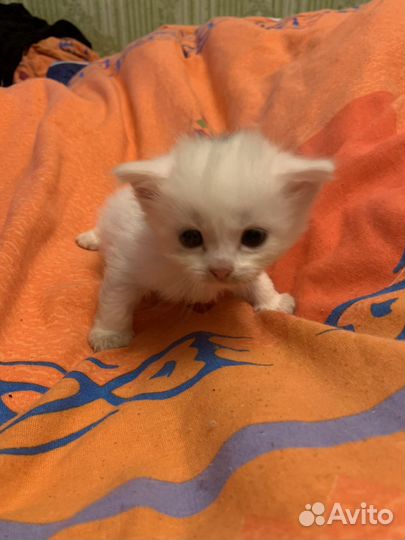 Котята от Снежаны