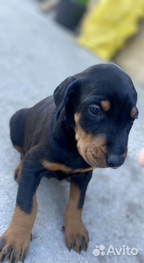 Щенки добермана