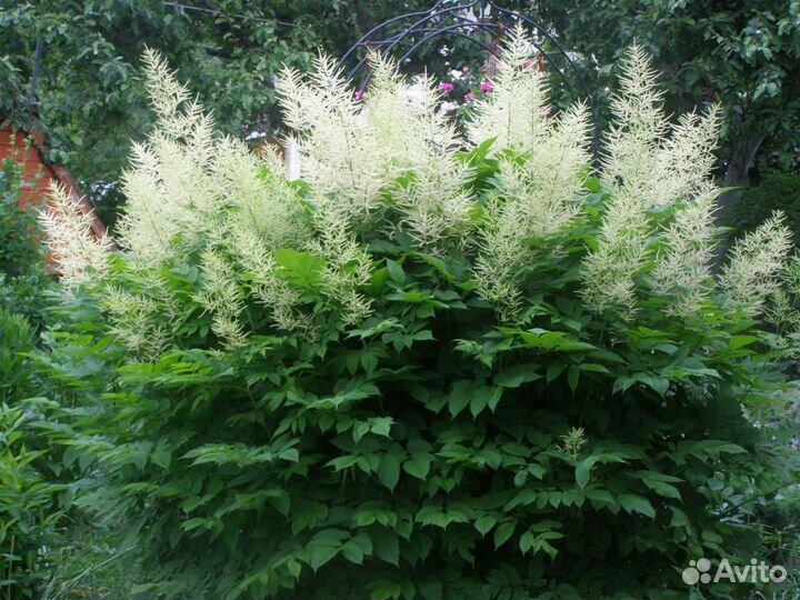 Рябинник (Живая изгородь)