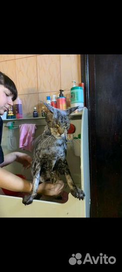 Стрижка кошек и собак. Вычесывание,купание,окрашев