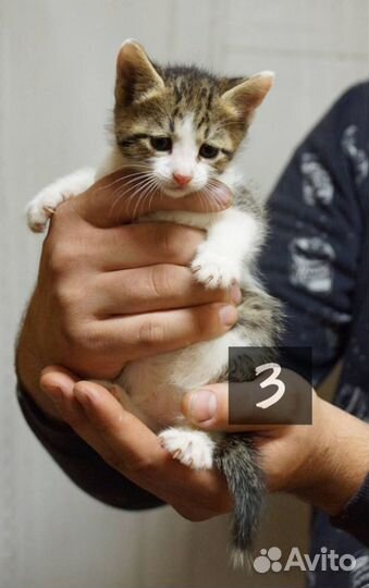 Котята