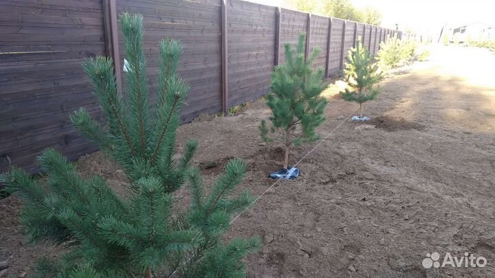 Сосны с комом для зелёной изгороди 0.5-1.5 мет
