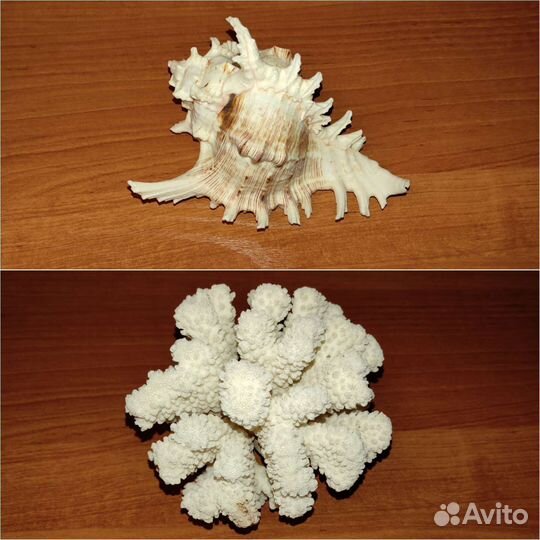 Натуральный коралл и ракушка