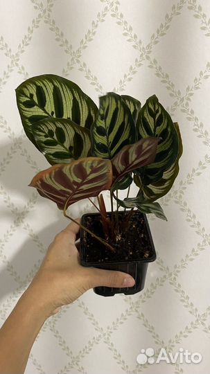 Калатеи Ктенанты Строманты