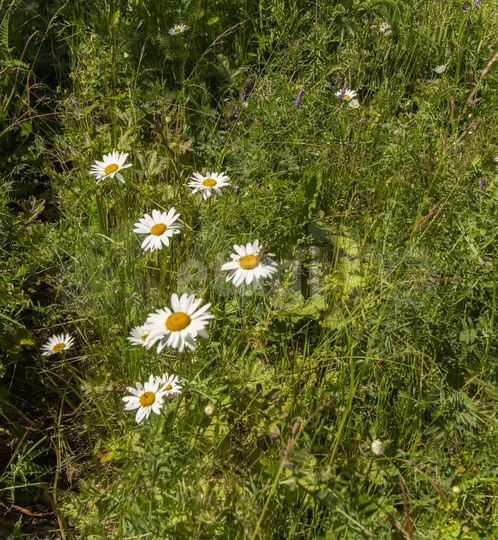 Дача 10 м² на участке 7,9 сот.