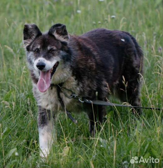 Бархатная Фема, милейшее создание. Лесной приют