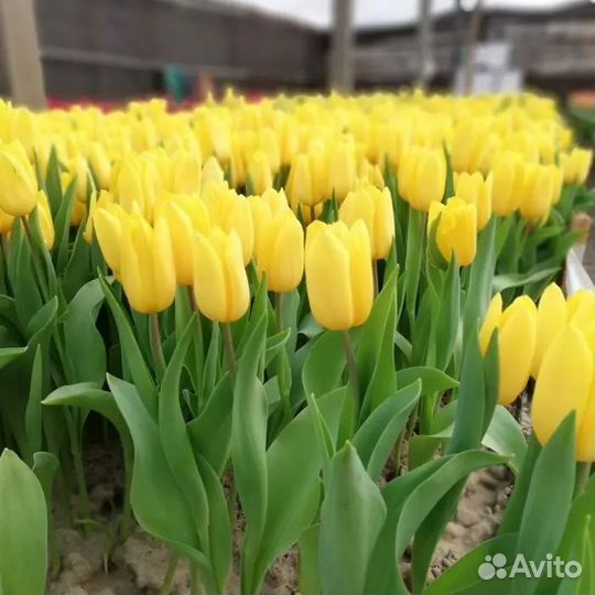 Цветы к 8 марта
