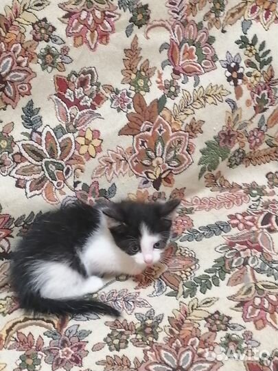 Кошка в дар