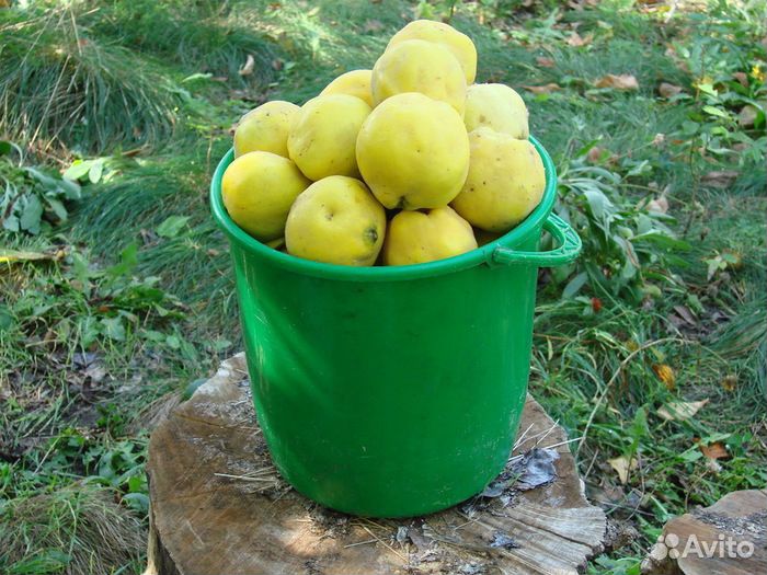 Продаю айву