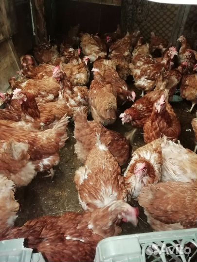 Куры несушки продам