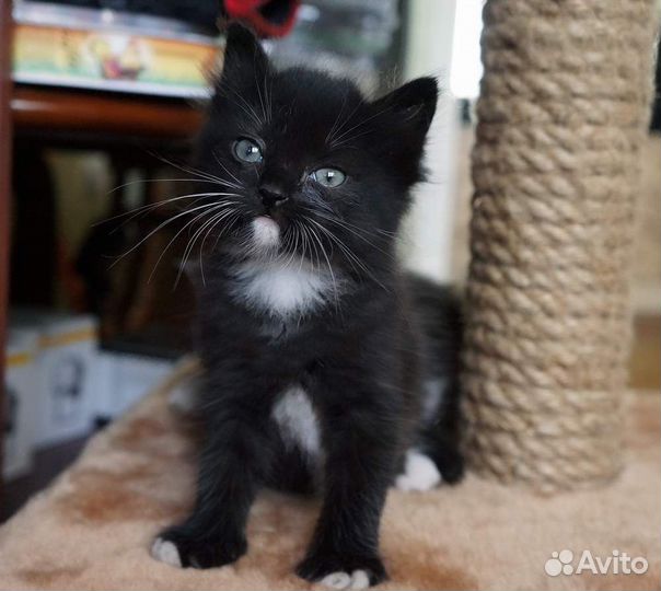Маленькие черные котята с белыми усами 2 мес.в дар