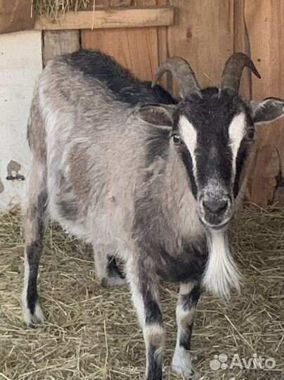 Коза и казленок