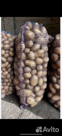 Продам картофель
