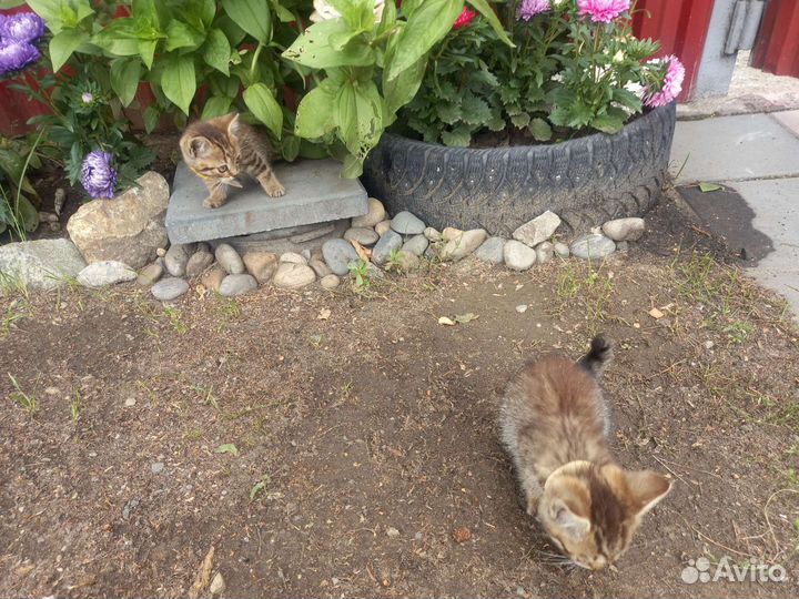 Котята британки