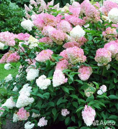 Гортензия и много разных растений и чайных