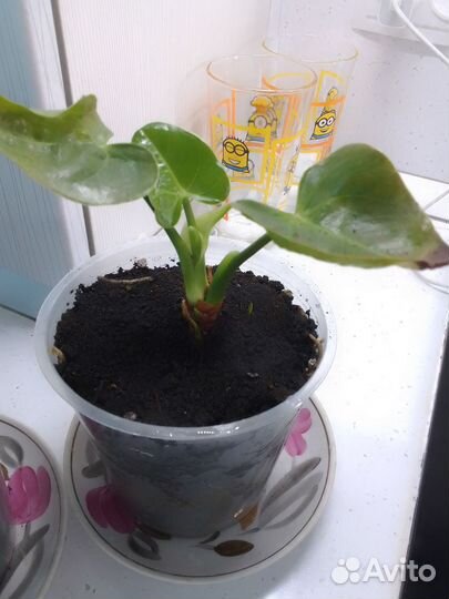 Антуриум белый