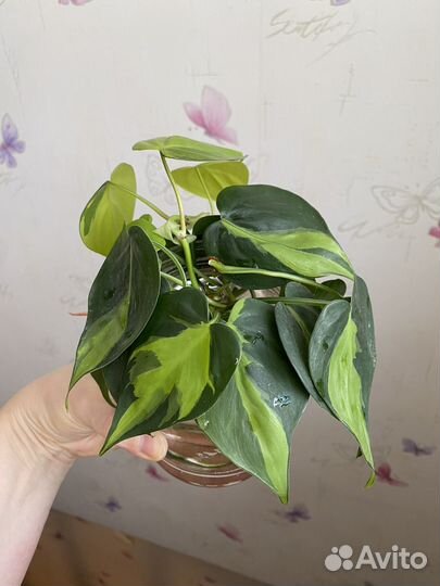 Сциндапсусы/ эпипремнумы