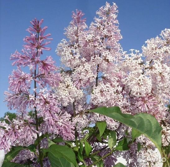 Сирень венгерская