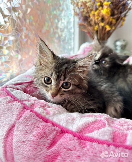 Котята ищут дом