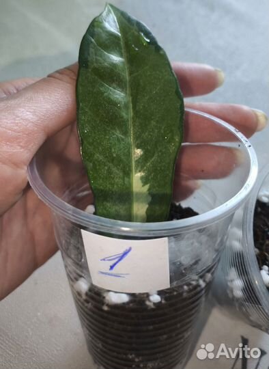 Замиокулькас LongLeaf varegata