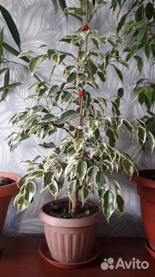 Фикус бенджамина пестролистный