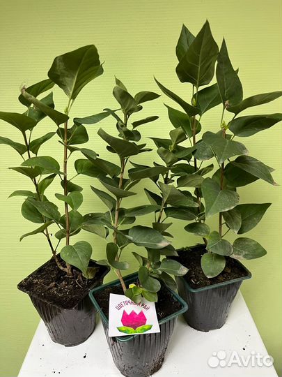 Сирень Надежда зкс