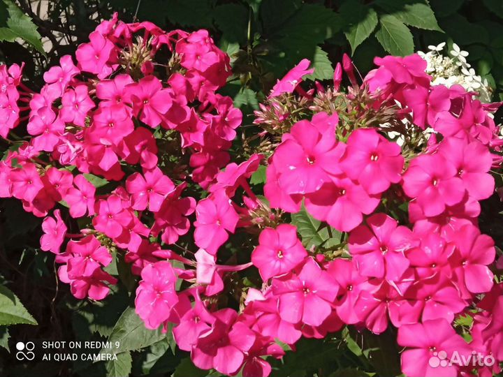 Флоксы многолетние