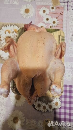 Мясо домашней курицы