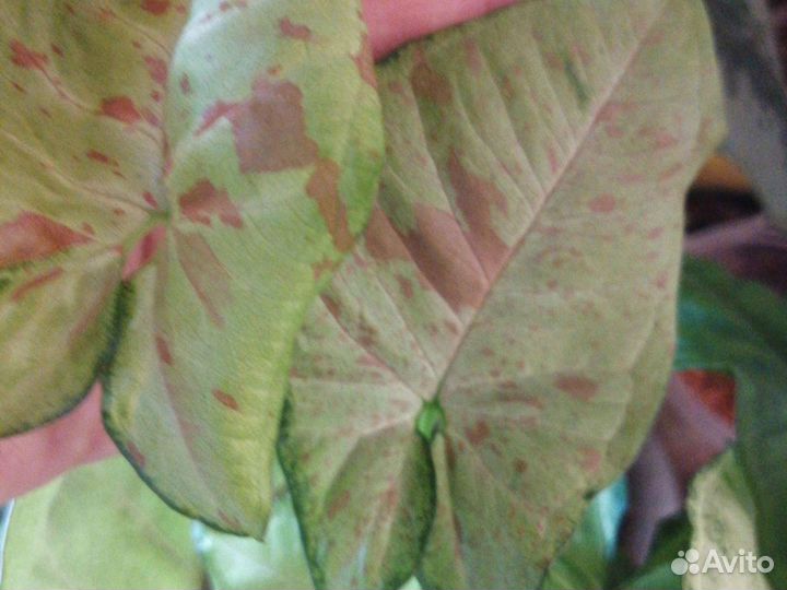 Сингониумы