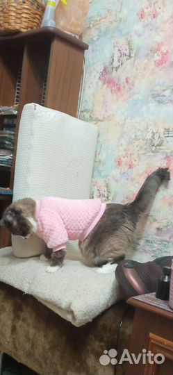 Одежда для маленьких собак