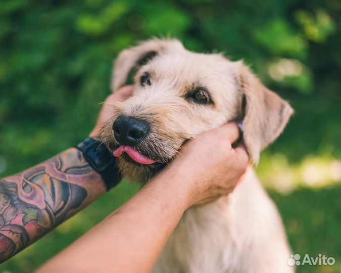 Собака в добрые руки