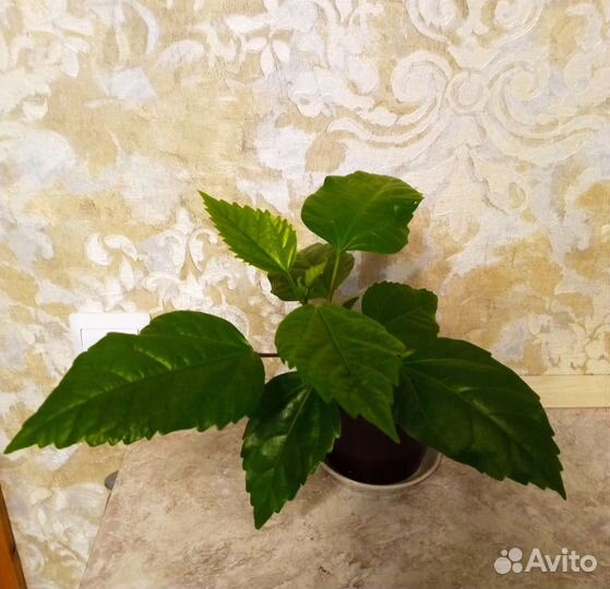 Гибискус китайская