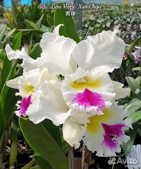 Rlc. Liou Hope 'Nan Chyu'
