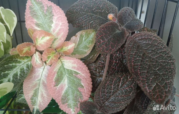 Эписции сортовые