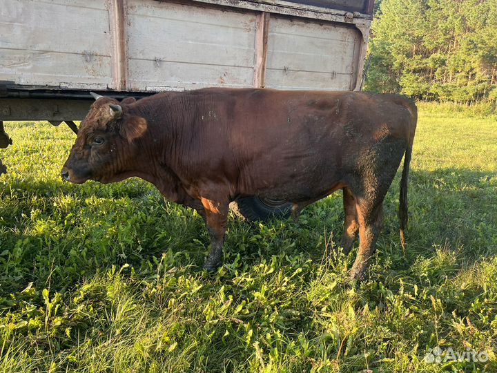 Быки и телки