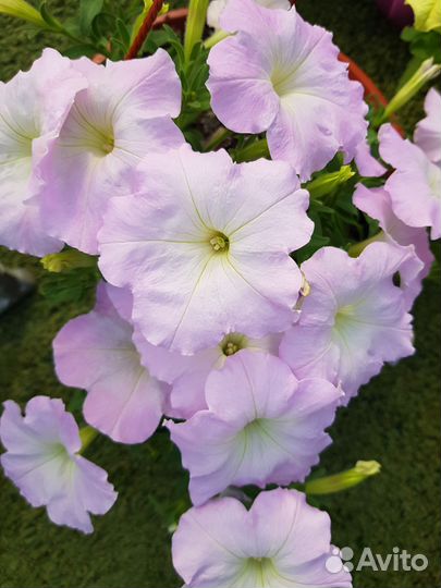 Петуния ампельная