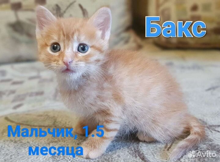 Котята в добрые руки