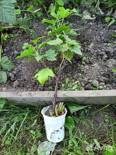 Саженцы черной смородины