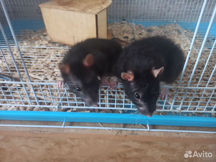 Крыса дамбо мальчики