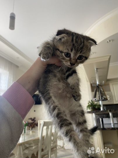 Шотланская шиншилла