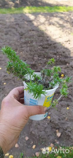 Флокс шиловидный