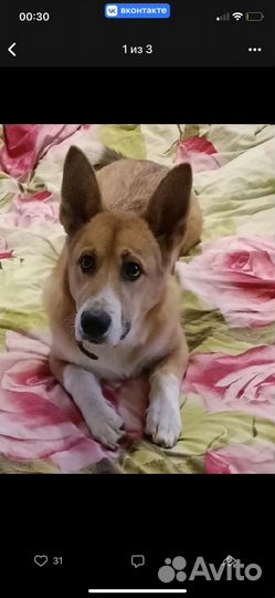 Щенок Корги