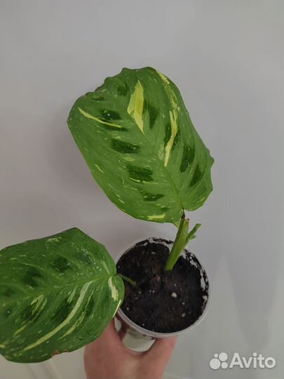 Маранта керховена