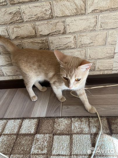 Кошки в добрые руки