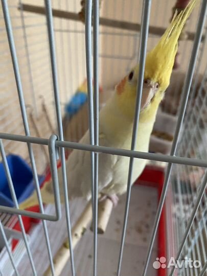 Попугай корелла